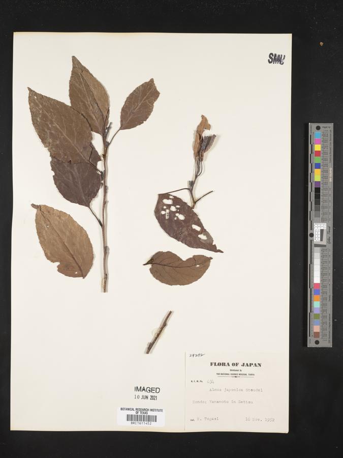 Alnus japonica image