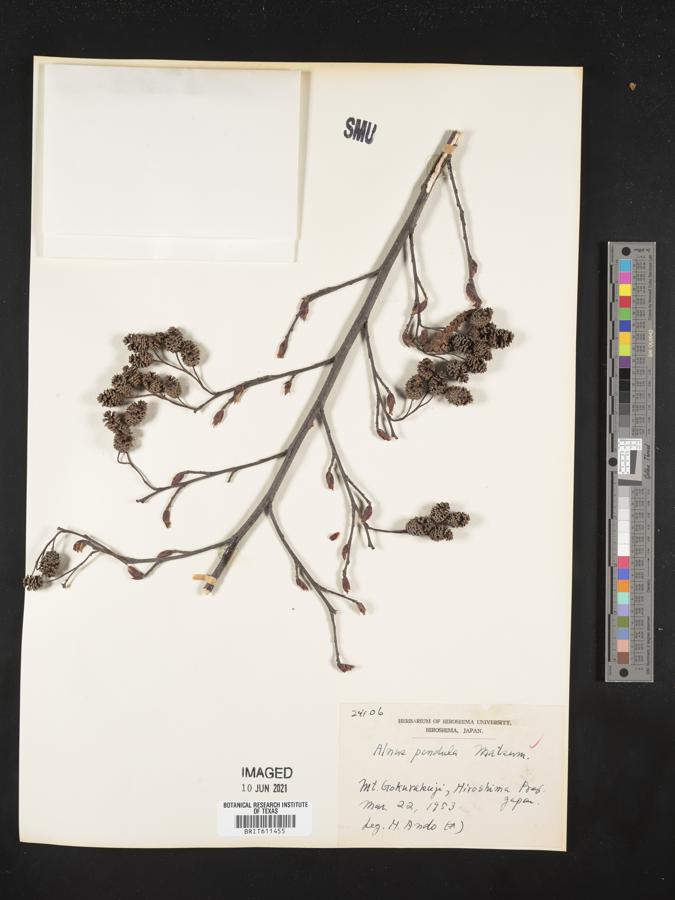 Alnus pendula image