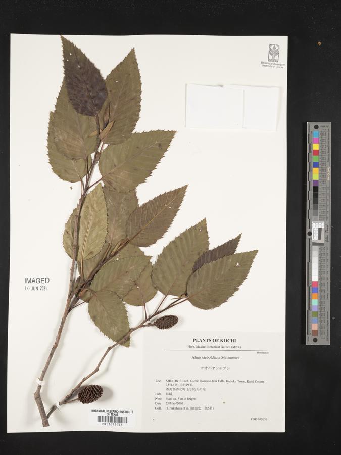 Alnus sieboldiana image