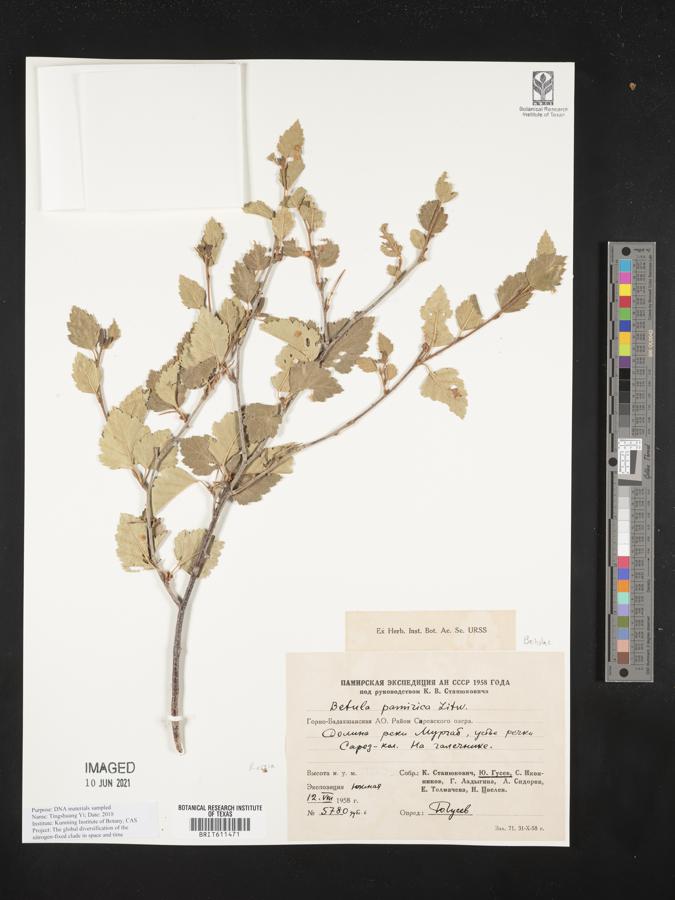 Betula pamirica image