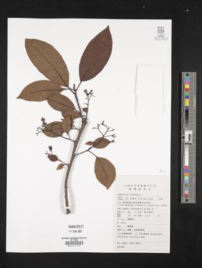 Image of Ehretia longiflora