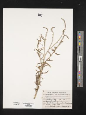 Heliotropium subulatum image