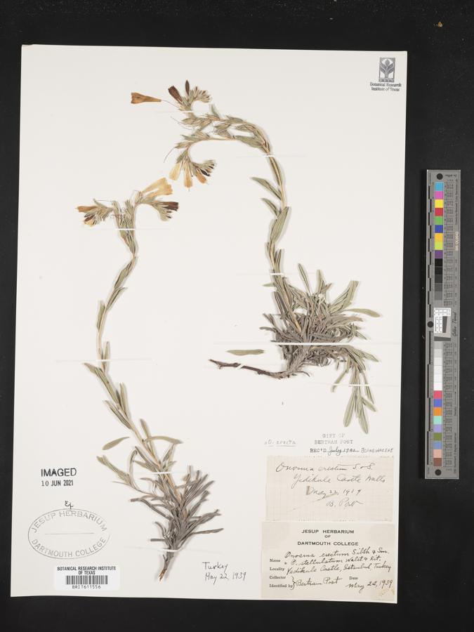 Onosma erecta image