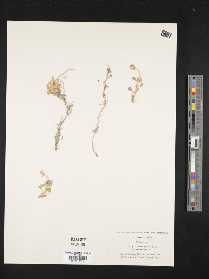 Aubrieta parviflora image