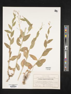 Eutrema integrifolium image