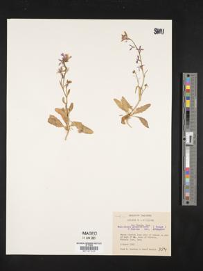 Strigosella grandiflora image