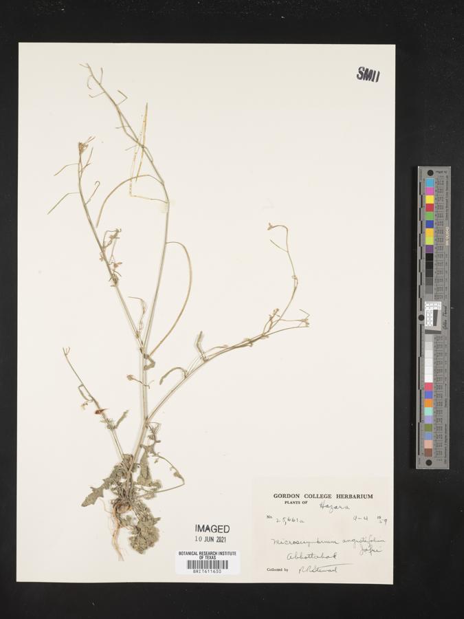 Microlicia angustifolia image