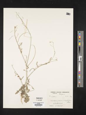 Image of Microlicia angustifolia