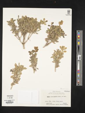 Buxus microphylla image