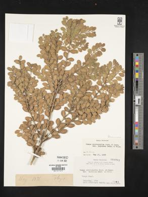 Buxus microphylla var. japonica image