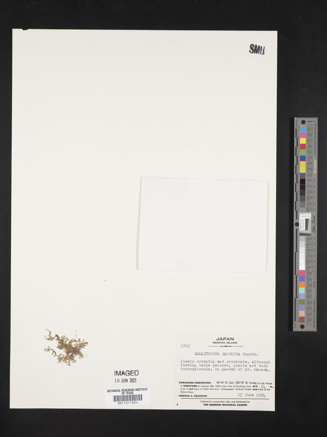Callitriche japonica image