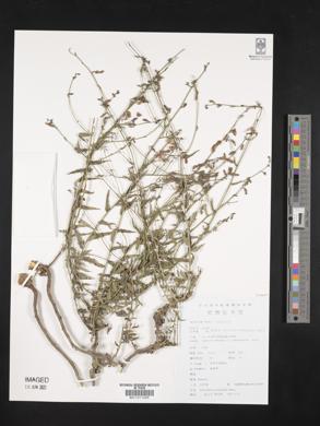 Adenophora polyantha image