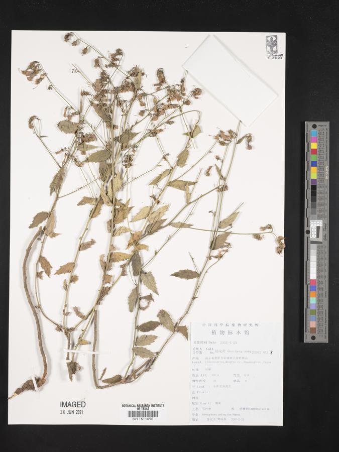 Adenophora polyantha image