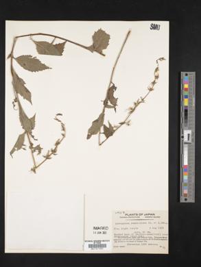 Adenophora remotiflora image