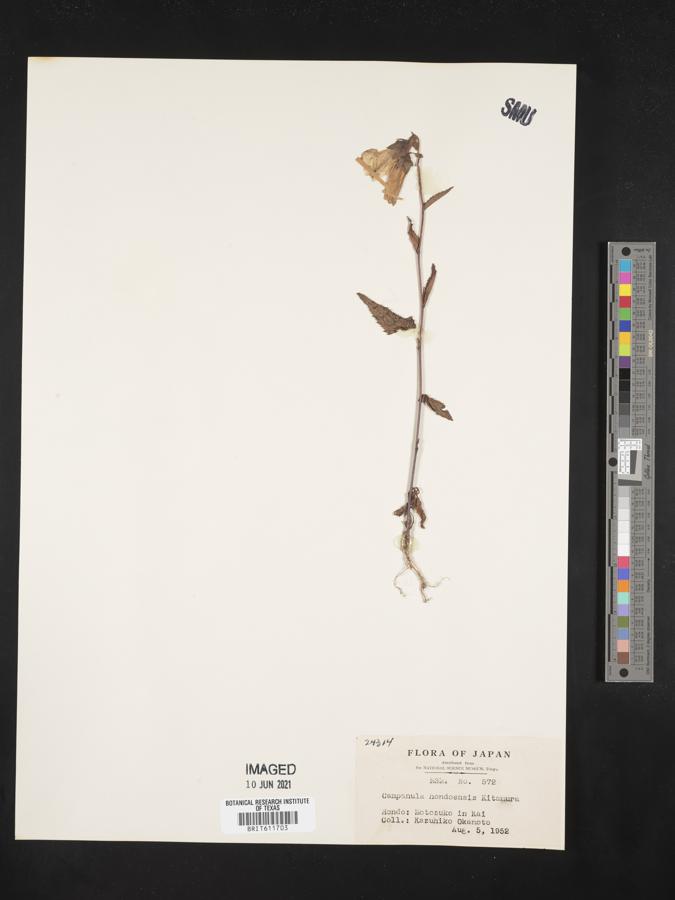 Campanula punctata var. hondoensis image