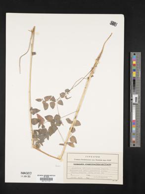 Codonopsis clematidea image
