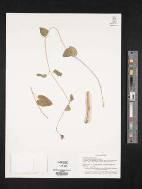 Codonopsis javanica image