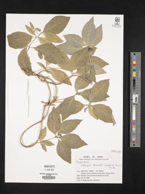 Codonopsis lanceolata image