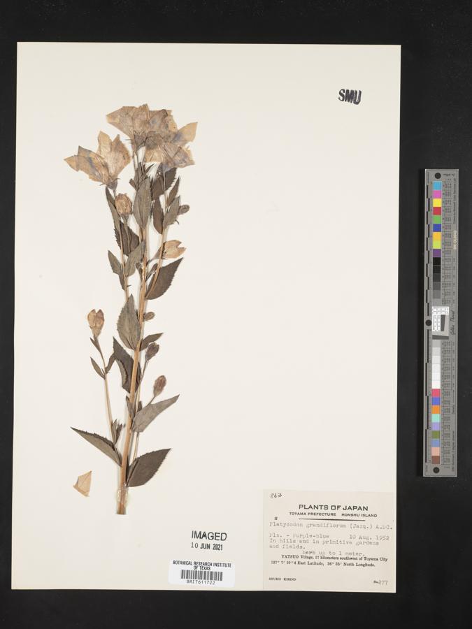 Platycodon grandiflorus image