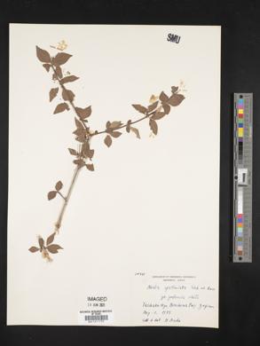 Linnaea spathulata image