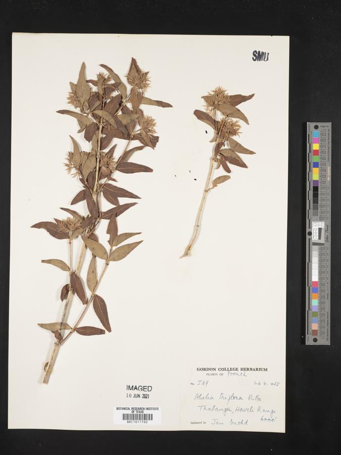 Abelia triflora image