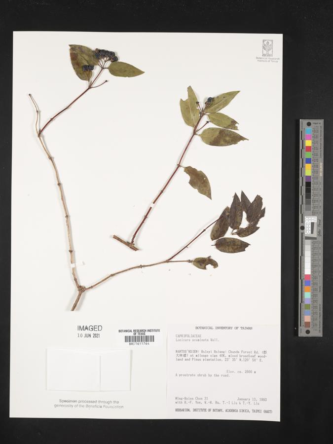 Lonicera acuminata image