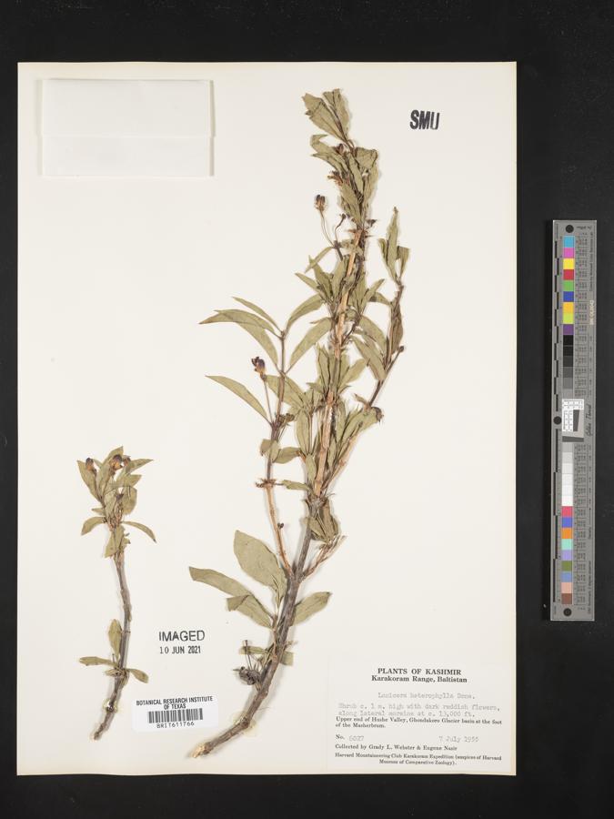 Lonicera heterophylla image