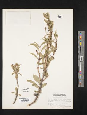 Image of Lonicera heterophylla
