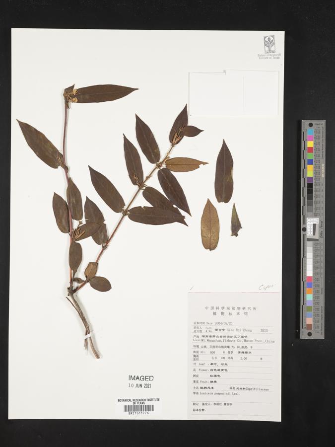 Lonicera acuminata image