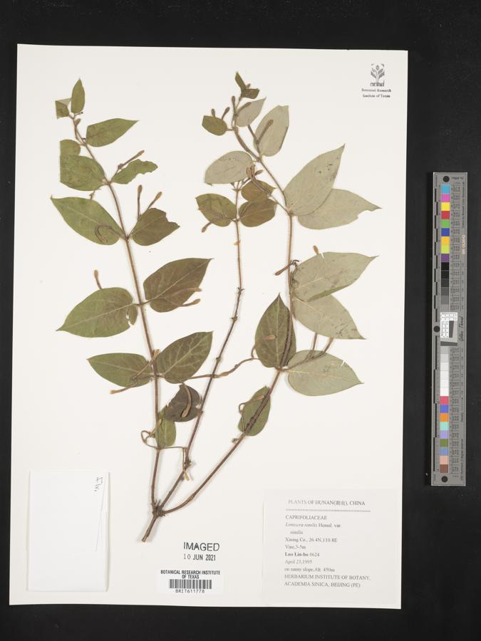 Lonicera similis image