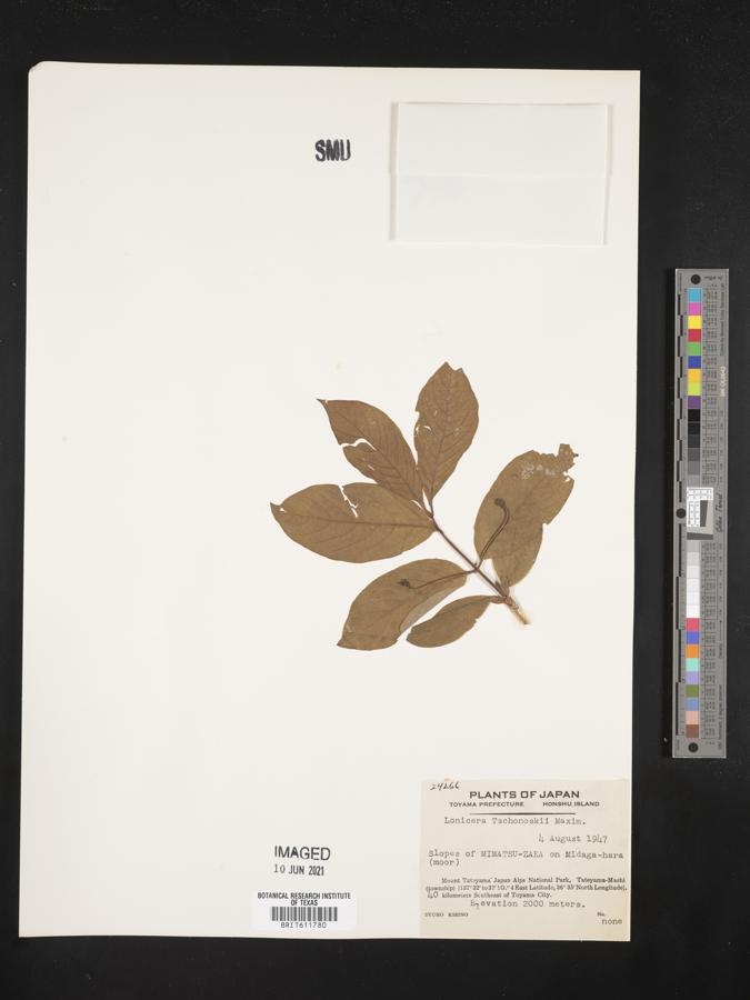 Lonicera tschonoskii image