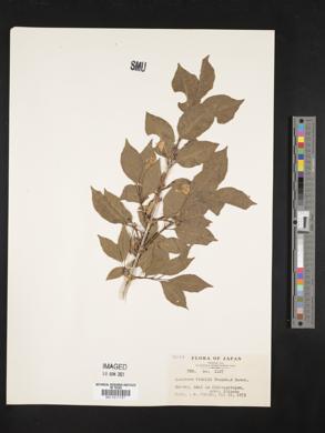 Lonicera vidalii image