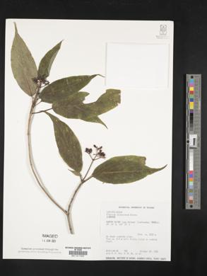 Viburnum urceolatum image