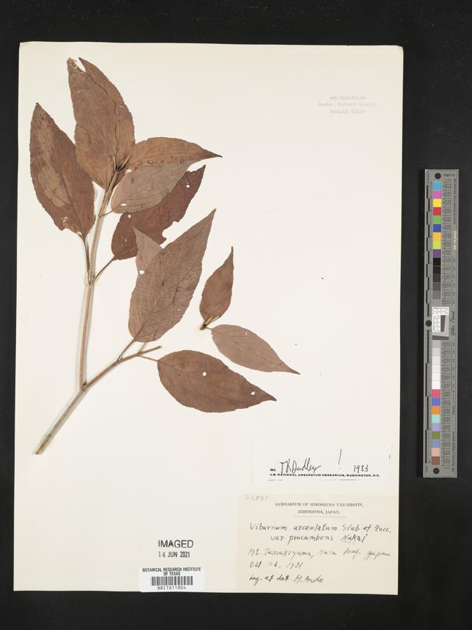 Viburnum urceolatum f. procumbens image