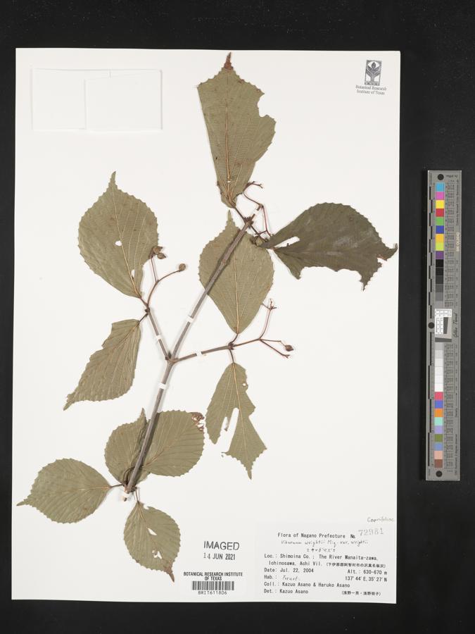 Viburnum wrightii image