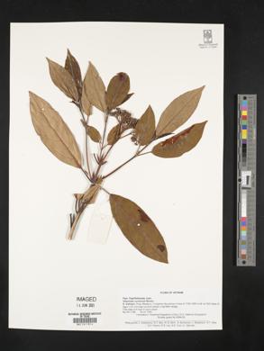 Viburnum coriaceum image