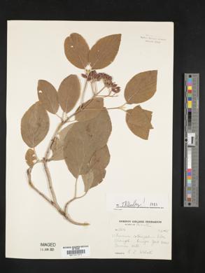 Viburnum cotinifolium image