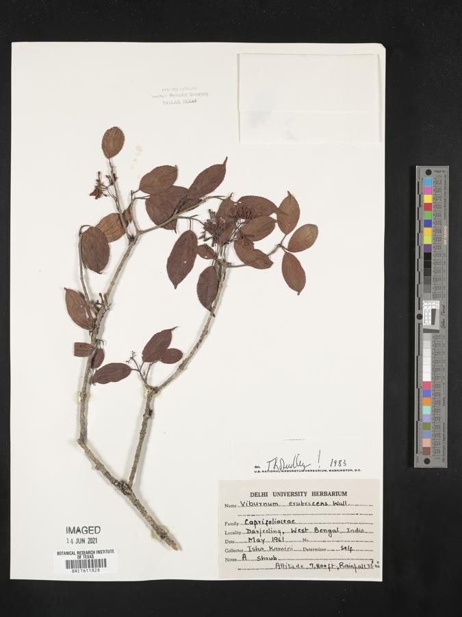 Viburnum erubescens image