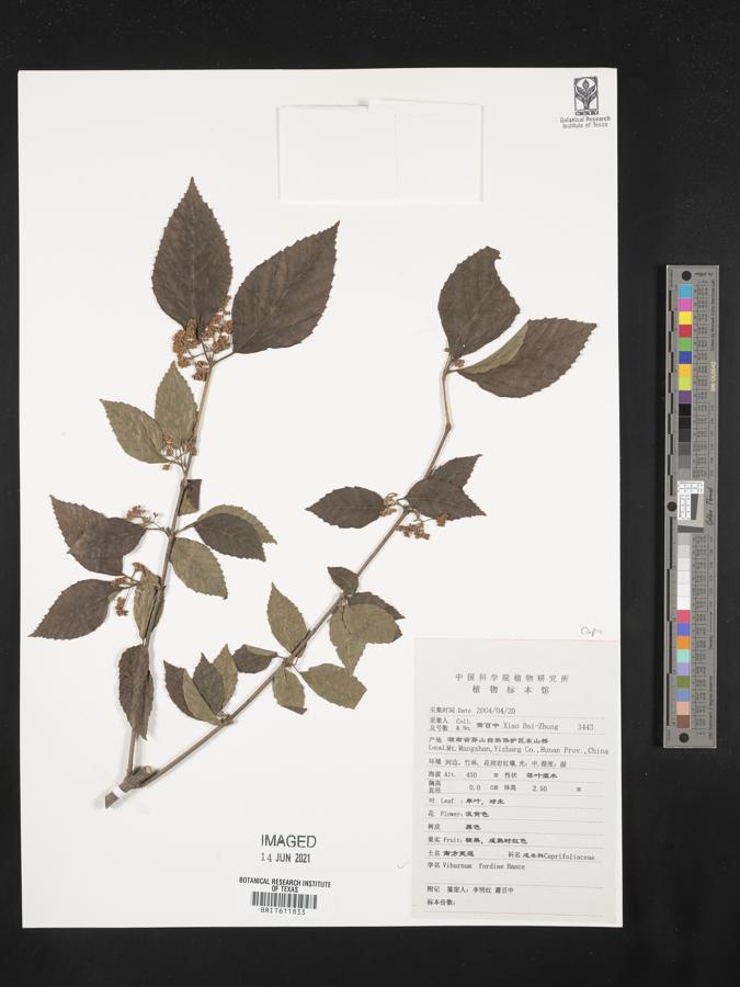 Viburnum fordiae image