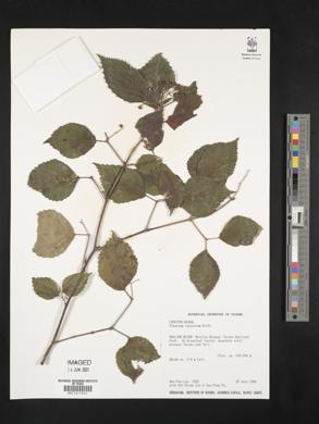 Viburnum luzonicum image