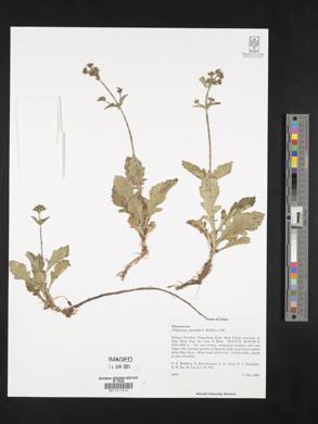 Image of Triplostegia glandulifera