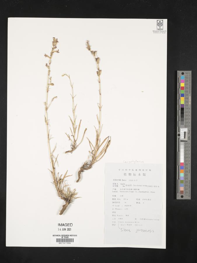 Silene jeniseensis image