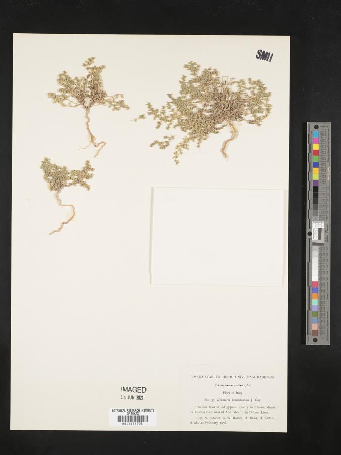 Herniaria hemistemon image