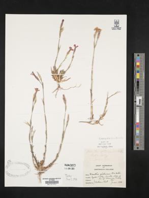 Image of Dianthus glutinosus