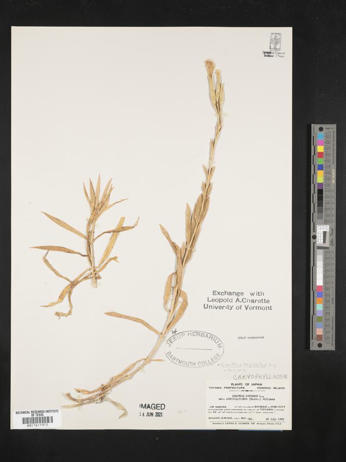 Dianthus longicalyx image