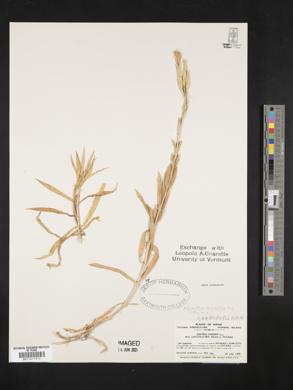 Image of Dianthus longicalyx