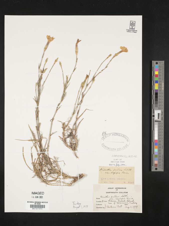 Dianthus pallens image