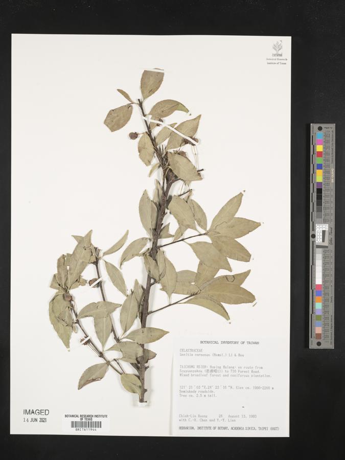 Euonymus carnosus image