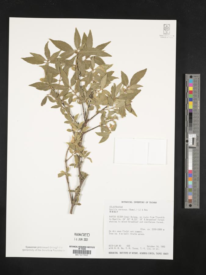 Euonymus carnosus image
