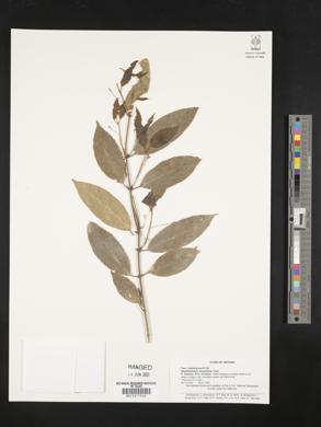 Euonymus gracilipes image